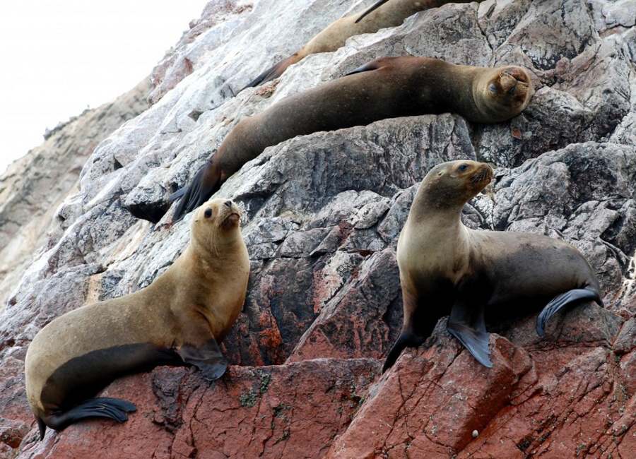 peru islas ballestas 2