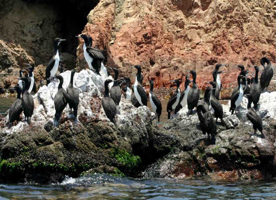 peru islas ballestas 3