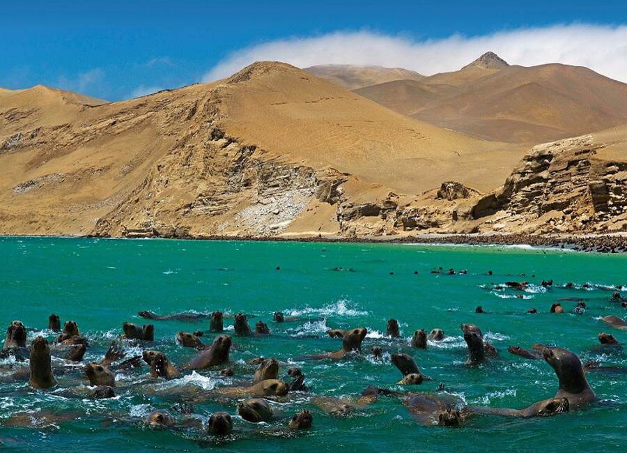 peru paracas priroda